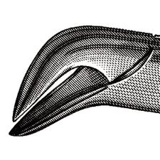 Extraire pince -, nº 16, universel, corne de vache, 6-1/2"