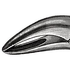Davier – N° 69, 6-1/2"