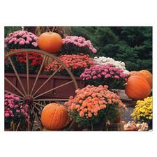 Fall 4-Up Laser Postcards, 100/Pkg