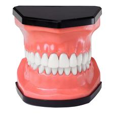 Flossible Teeth Model and Toothbrush Set, 3-3/4" W x 3-1/2" H x 3-1/4" D