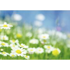 Spring 4-Up Laser Postcards, 100/Pkg
