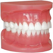 Patterson® Typodont, .022