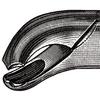 Davier – N° 17, 6-1/2"