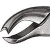 Davier – N°  89, droite - Extracting Forceps – # 89, Right