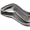 Davier – N° 53L, gauche - Extracting Forceps – # 53L, Left