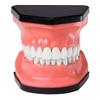 Flossible Teeth Model and Toothbrush Set, 3-3/4" W x 3-1/2" H x 3-1/4" D