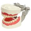 Dentoform® Exam Model – M-PVR-1560, 1/Pkg 