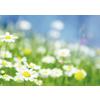 Spring 4-Up Laser Postcards, 100/Pkg